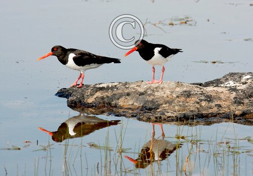 Pair of Oystercatchers DM1083